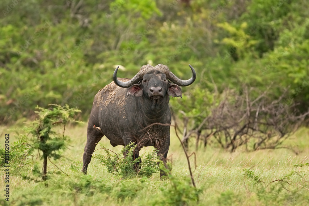 african buffalo, cape buffalo, syncerus caffer african buffalo, cape buffalo, syncerus caffer