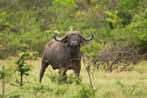 african buffalo, cape buffalo, syncerus caffer