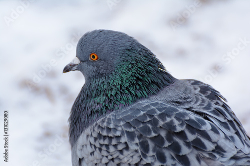 Dark dove. Dove-colored on the snow.