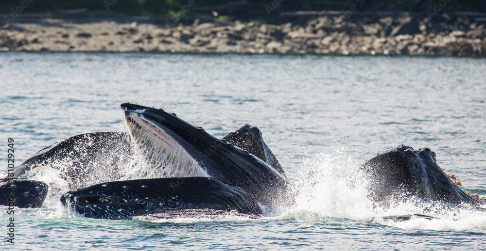 Fototapeta premium Humpback whales bubble net feeding. Chatham Strait area. Alaska. USA. An excellent illustration.