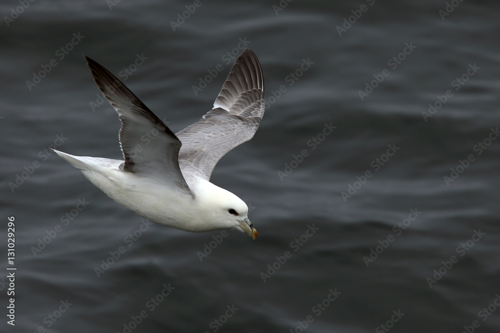 Northern Fulmar (Fulmarus glacialis) in flight, Cornwall, England, UK. Northern Fulmar (Fulmarus glacialis) in flight, Cornwall, England, UK.