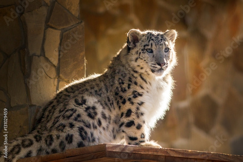 Snow leopard baby portrait in zoo