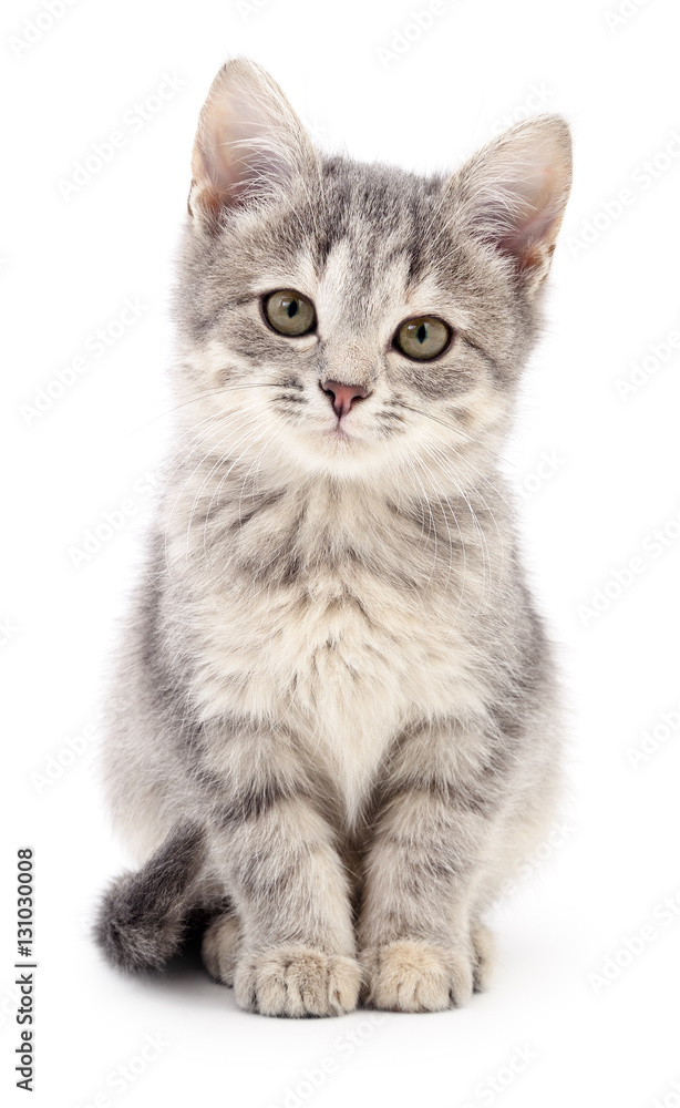 Naklejka premium Small gray kitten.