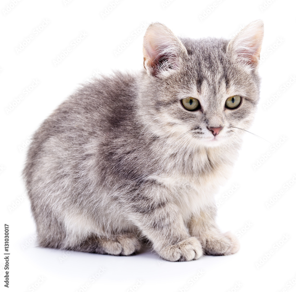 Obraz premium Small gray kitten.