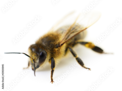 Bee on white. © olhastock