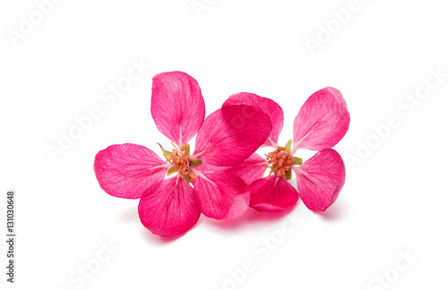 pink flowers of apple © ksena32