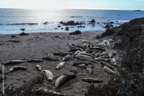 A colony of  sea lions, San Simeon, Pacific ocean, California, USA.