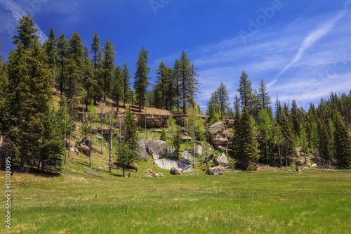 Grand Canyon National Park Wald 1