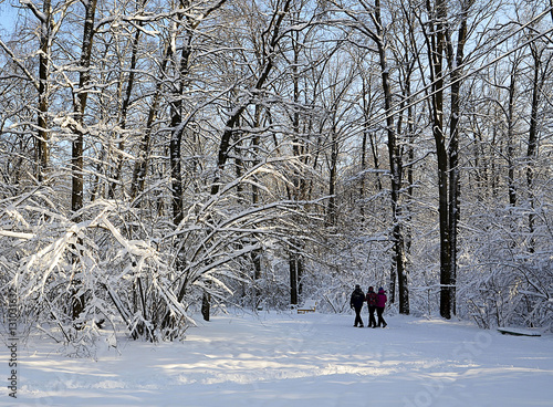 Winter park covered with snow.Snowy trees in winter forest.Winter landscape.People walking in winter park in sunny day.