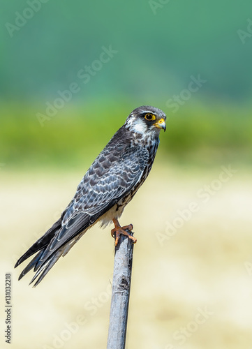 Amur Falcon(Falco amurensis), beautiful bird on stump,Thailand.
