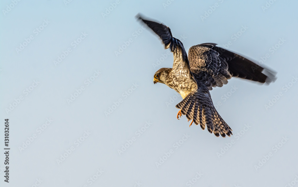 Obraz premium Amur Falcon(Falco amurensis), beautiful bird flying with blue sky.