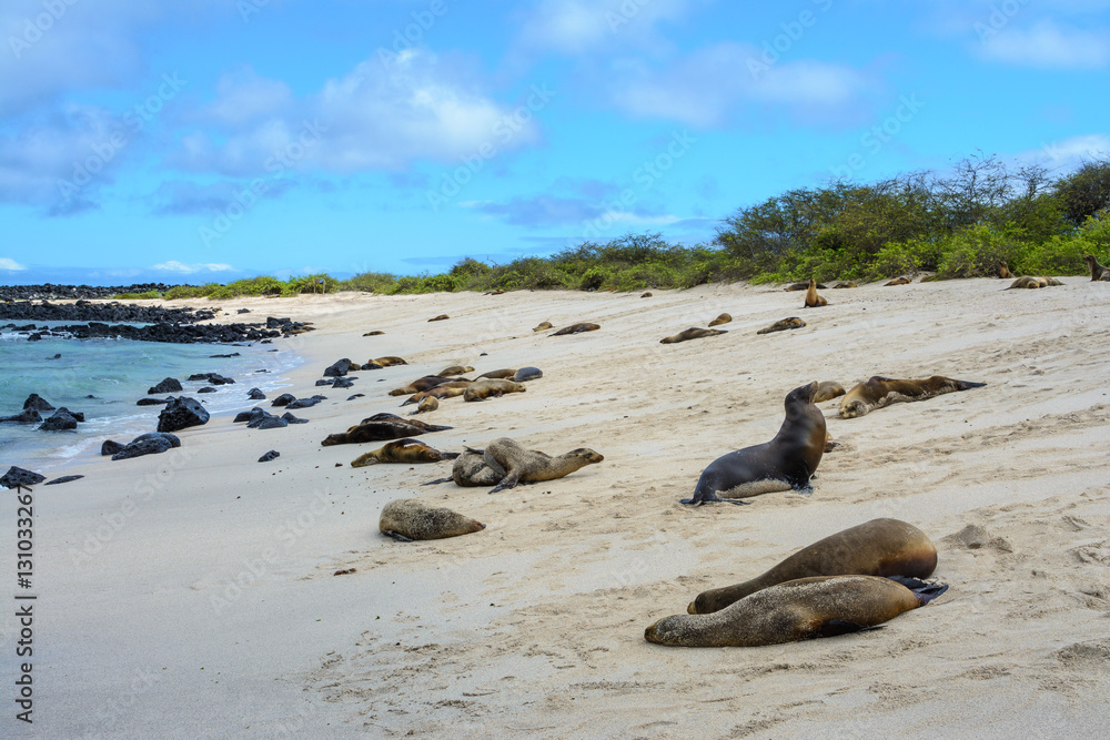 Fototapeta premium Galapagos sea lions at Punta Carola beach, San Cristobal island (Ecuador)