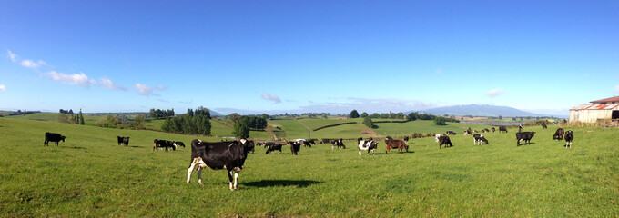 Foto auf Leinwand Kuh Dairy cows in green paddock farm. Blue sky. One cow closer to camera facing  © Stillfx