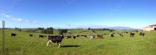 Fotografie Dairy cows in green paddock farm