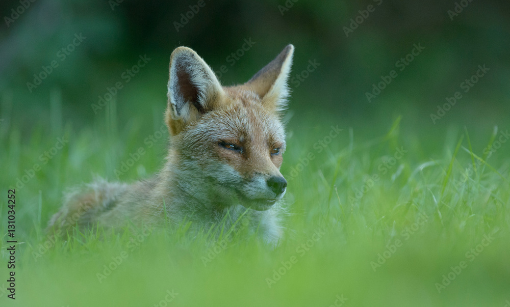 Fototapeta premium fox