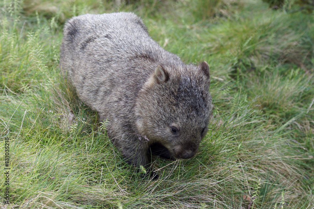 Fototapeta premium Wombat, Tasmanien, Australien