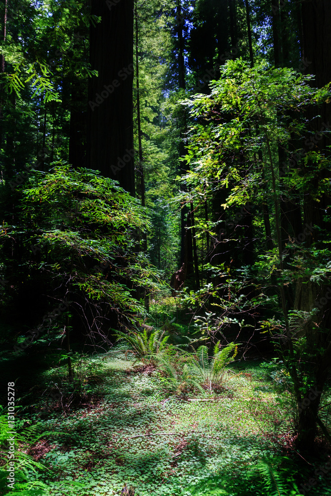 Obraz premium Redwood Nationalpark