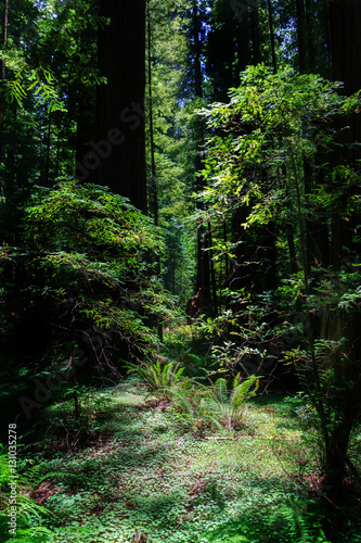 Redwood Nationalpark