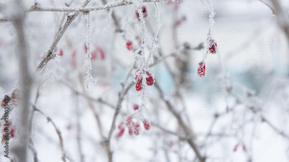 Branches and berries of barberry in the frost. Branches and berries of barberry in the frost.