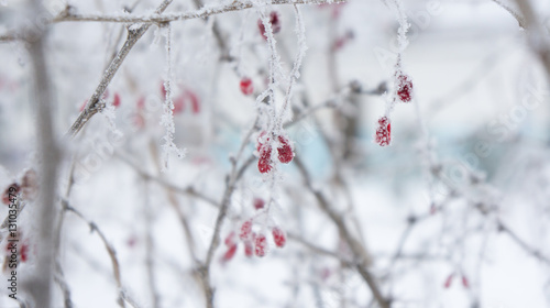 Branches and berries of barberry in the frost.