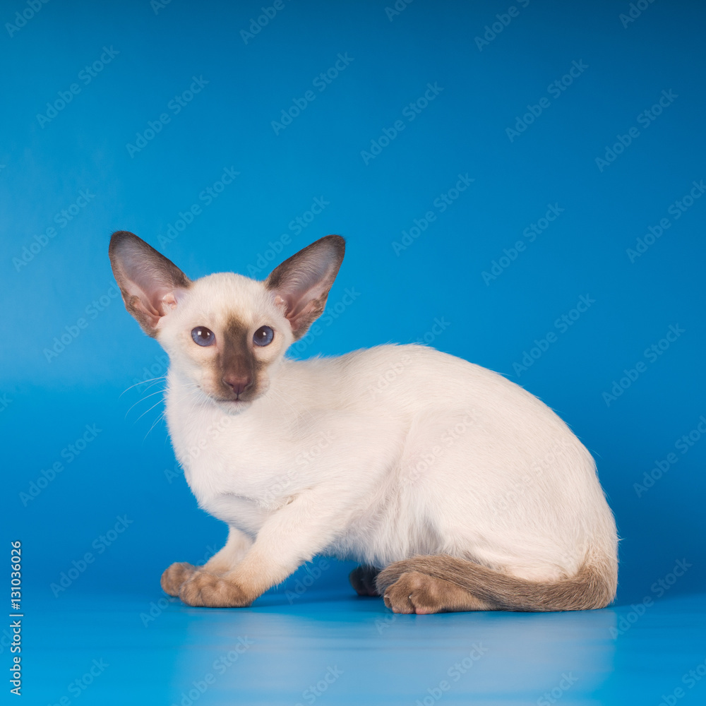Siam kitten portrait on blue background