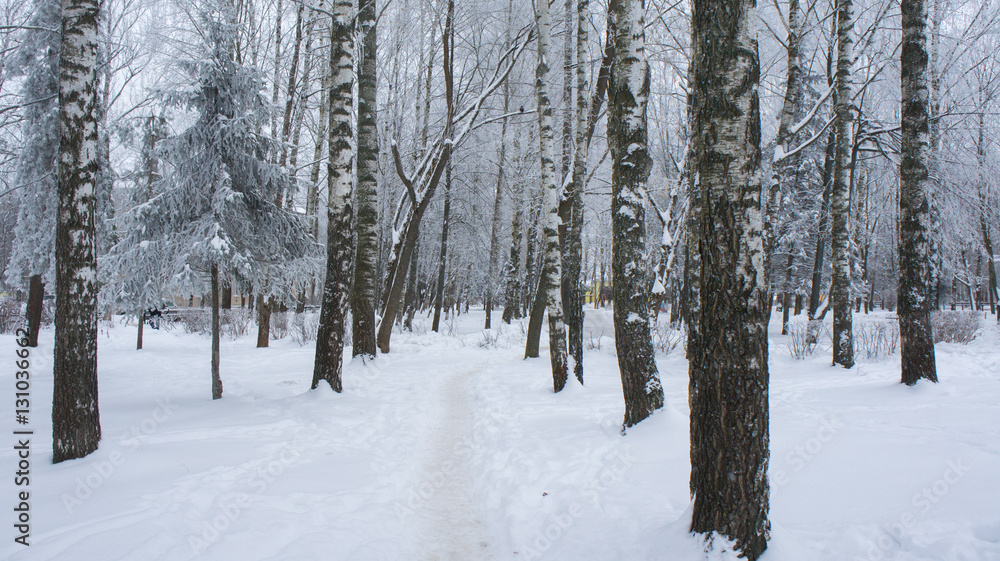 The path between the snowdrifts in birch park. The path between the snowdrifts in birch park.