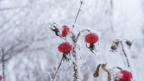 Rose hips in frost and snow flakes.