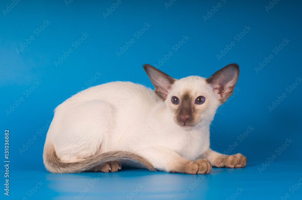 Obraz premium Siam kitten portrait on blue background