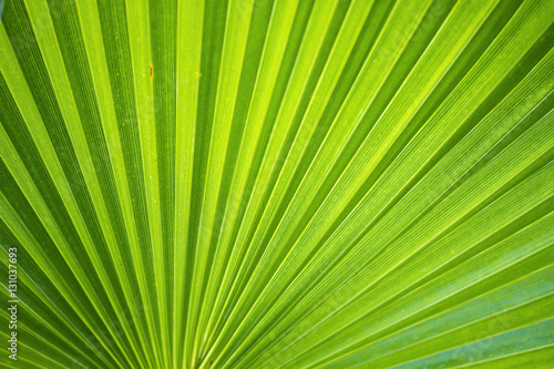 Palm bush background green color © aniad