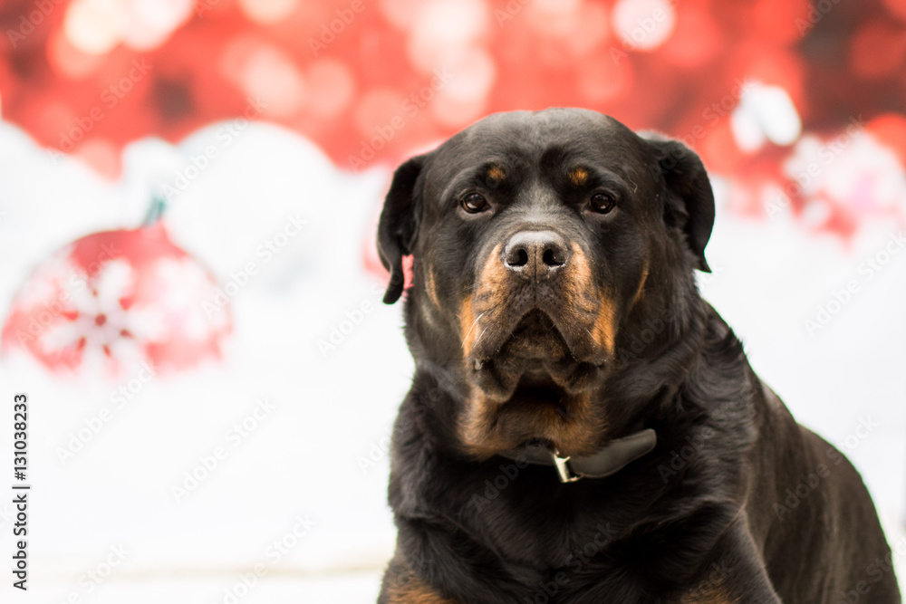 Weihnachtlicher Hund