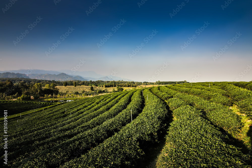 Green tea garden landscape sunset hill cultivation