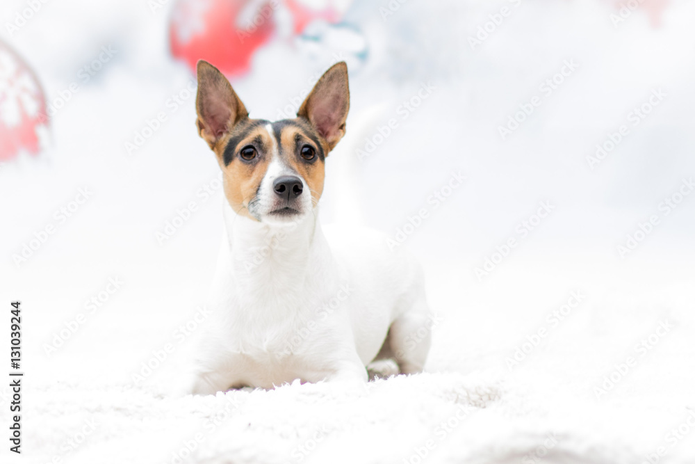 Weihnachtlicher Hund Weihnachtlicher Hund