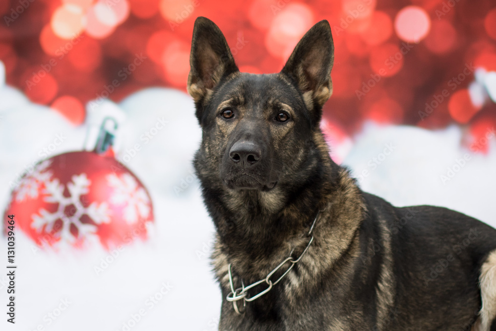Weihnachtlicher Hund Weihnachtlicher Hund