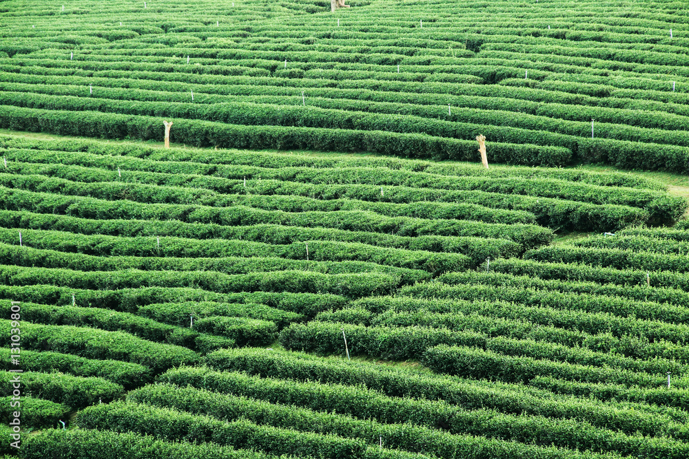 Green tea garden landscape sunset hill cultivation