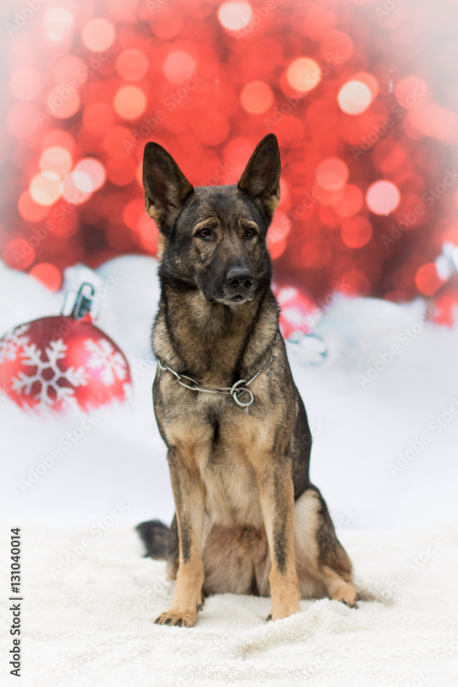 Weihnachtlicher Hund Weihnachtlicher Hund