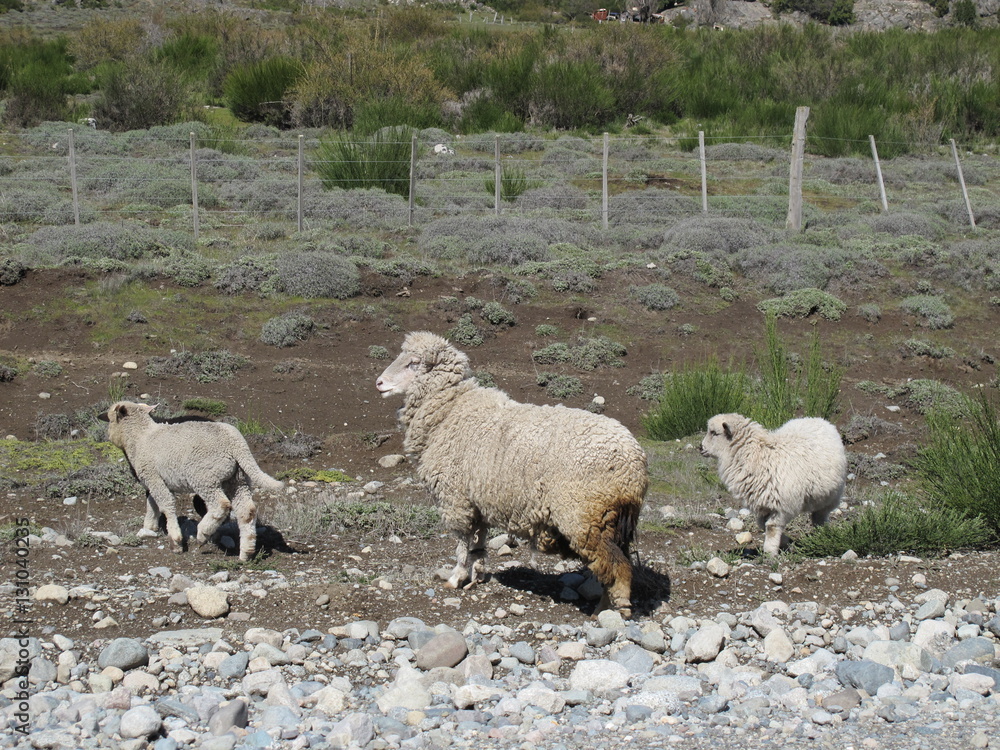 Obraz premium San Martin de Los Andes, Patagonia Argentina