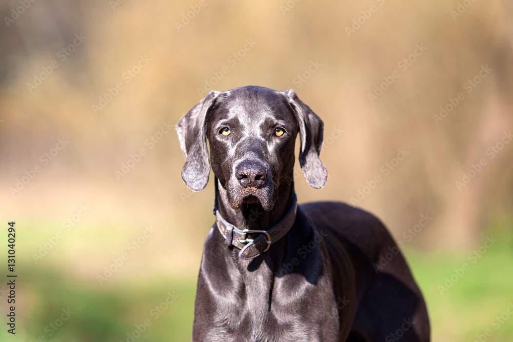 Weimaraner purebred dog outside portrait