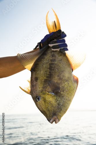 Man holding trigger fish 