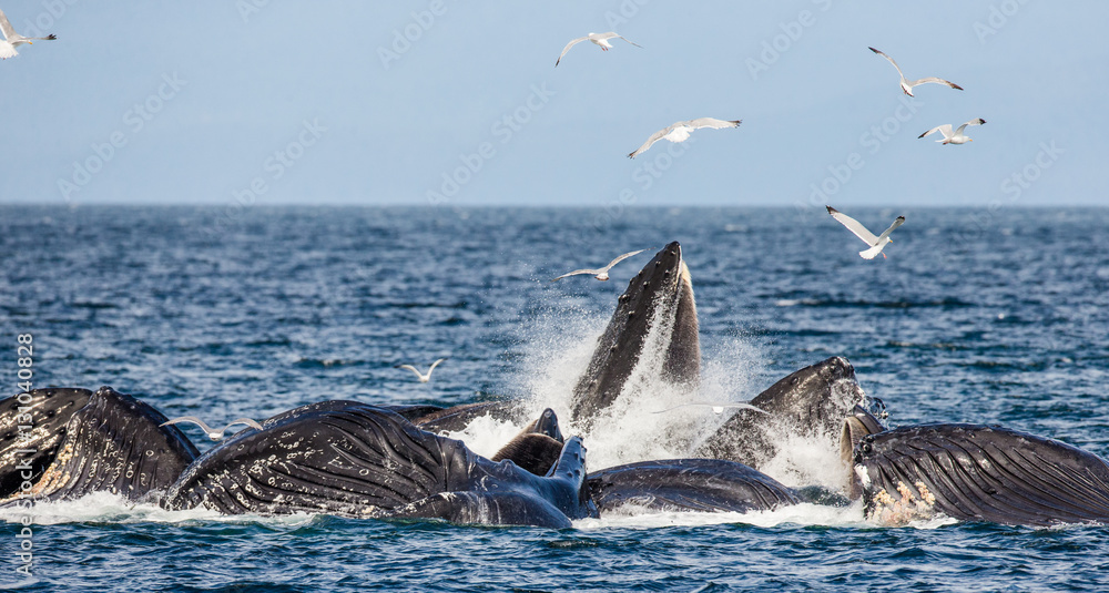 Naklejka premium Humpback whales bubble net feeding. Chatham Strait area. Alaska. USA. An excellent illustration.