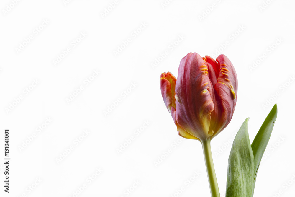 Fototapeta premium Tulpe