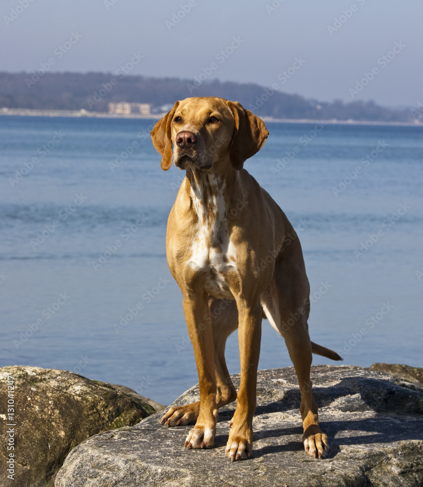 Dog at the beach Dog at the beach