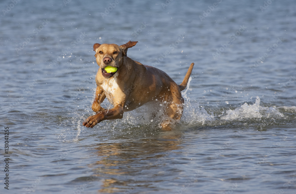 Dog at the beach Dog at the beach