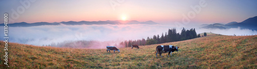 Morning in the Carpathian top