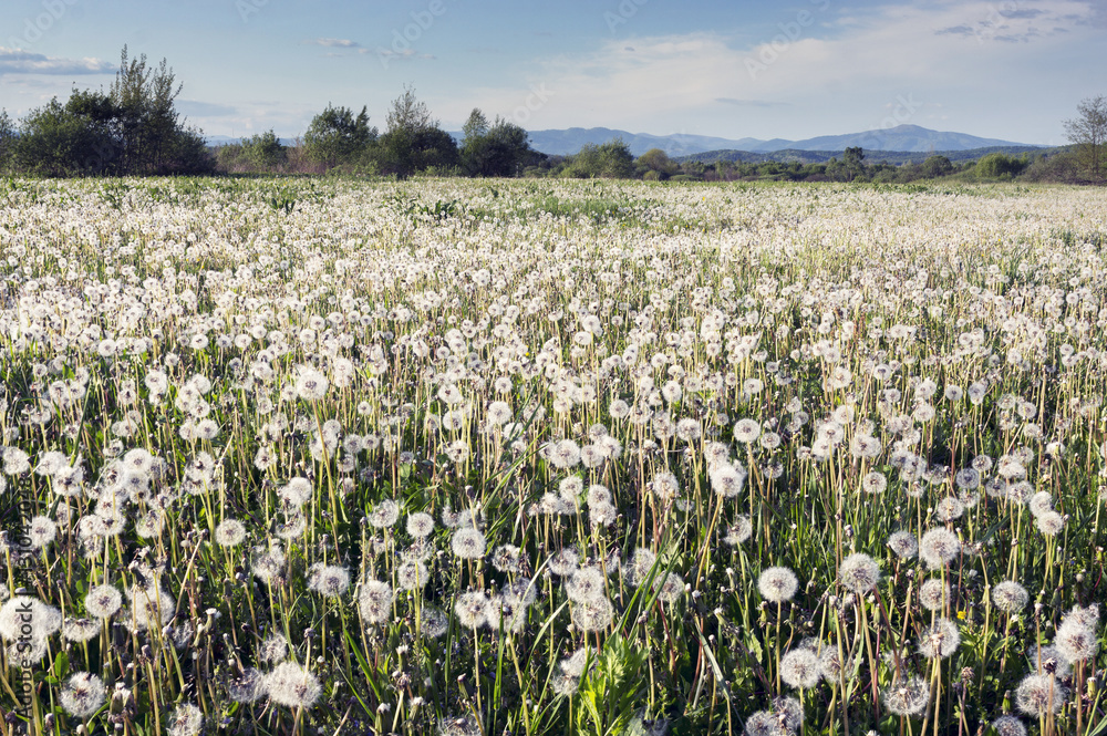 Obraz premium Dandelions at sunrise