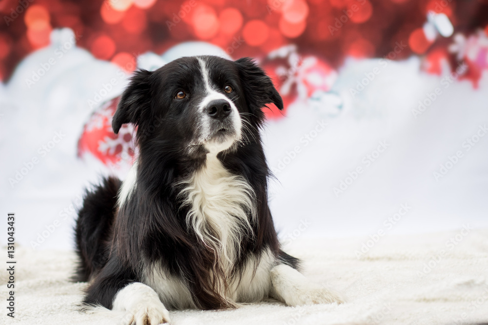 Fototapeta premium Weihnachtlicher Hund