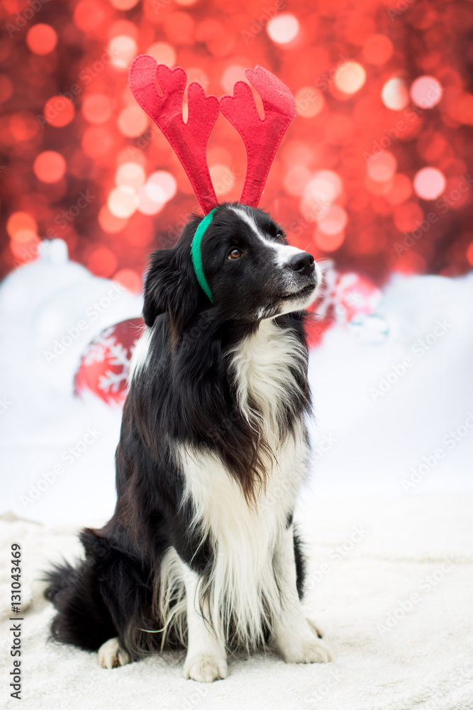Fototapeta premium Weihnachtlicher Hund
