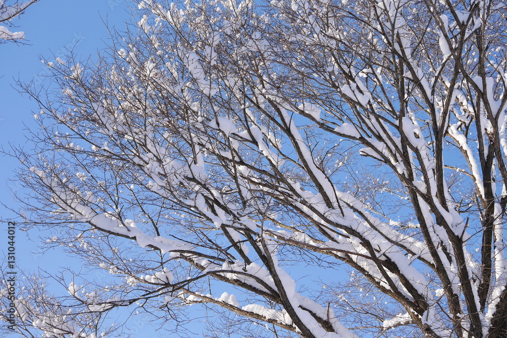 Snowy wood branches in sunny morning Snowy wood branches in sunny morning