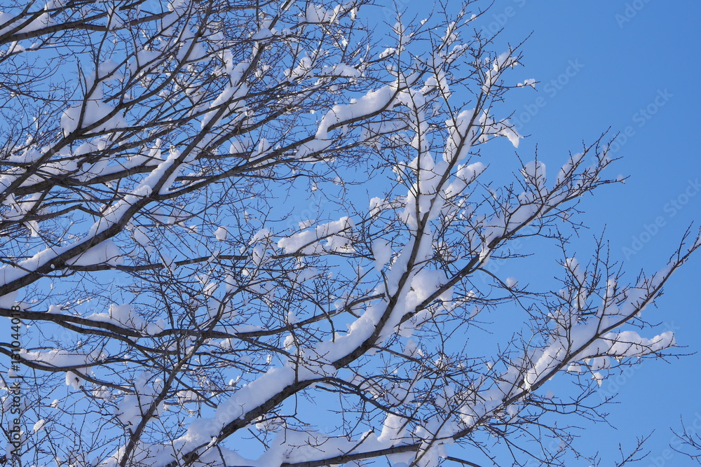 Obraz premium Snowy wood branches in sunny morning