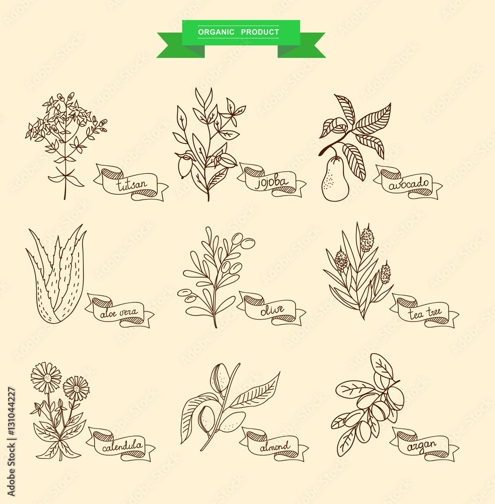 Fototapeta premium Vector illustration of a plant - aloe vera, tutsan, lavender, jojoba, almond, olive, klendula, tea tree, argan, cocoa, avocado, Ylang-Ylang, clove. plants collection.