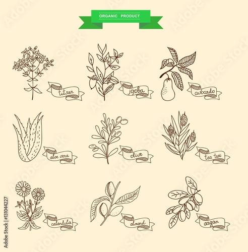 Vector illustration of a plant - aloe vera, tutsan, lavender, jojoba, almond, olive, klendula, tea tree, argan, cocoa, avocado, Ylang-Ylang, clove. plants collection.